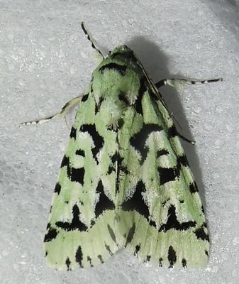 Acronicta fallax -9281 - Green Marvel