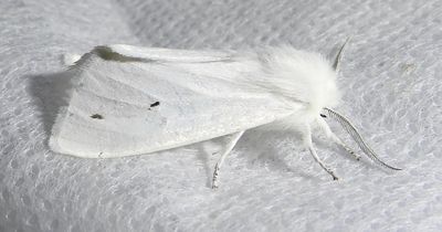 Spilosoma virginica - 8137 - Virginian Tiger Moth