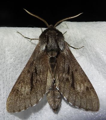 Lapara bombycoides - 7817 - Northern Pine Sphinx