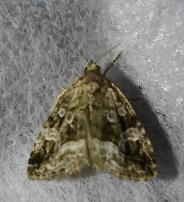Protodeltote muscosula - 9047 - Large Mossy Glyph
