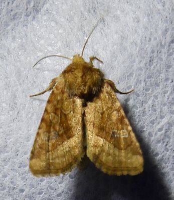 Lacinipolia lorea - 9514 - Bridled Arches Moth