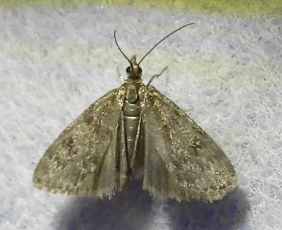 Scoparia penumbralis - 4717 - Dark Brown Scoparia
