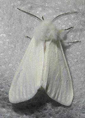 Hyphantria cunea - 8140 - Fall Webworm Moth