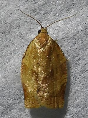 Choristoneura rosaceana - 3635 - Oblique-banded Leafroller