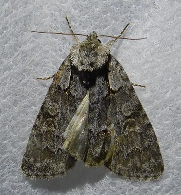Acronicta grisea - 9212 - Gray Dagger
