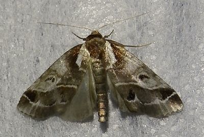 Doubleday's Baileya - 8969 - Baileya doubledayi