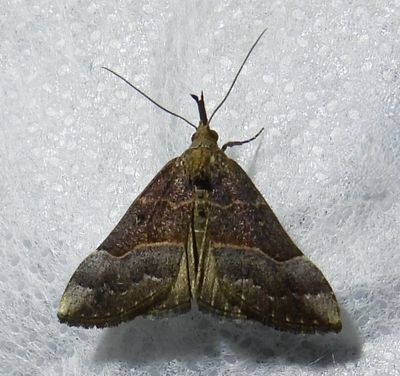 Hypena eductalis - 8455 - Red-footed Snout
