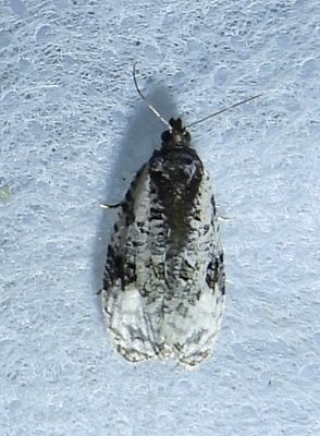Apotomis albeolana - 2763