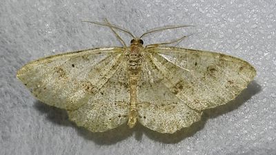 Melanolophia signataria - 6621 - Signate Melanolophia