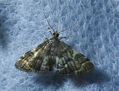 Anageshna primordialis - 5176 - Yellow-spotted Webworm