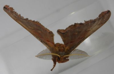 Antheraea polyphemus - 7757 - Polyphemus Moth