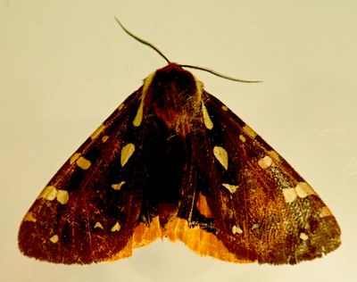 Arctia parthenos - 8162 - St. Lawrence Tiger Moth
