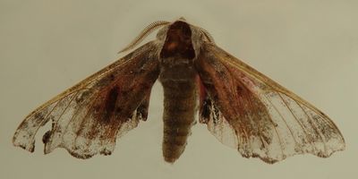 Smerinthus jamaicensis - 7821 - Twin-spotted Sphinx