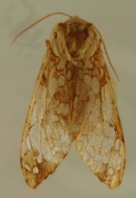 Lophocampa caryae - 8211 - Hickory Tussock Moth
