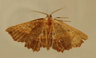 Euchlaena muzaria - 6725 - Muzaria Euchlaena ?