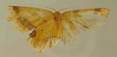 Genus Xanthotype (Crocus Geometer Moth)