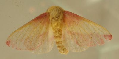 Dryocampa rubicunda - 7715 - Rosy Maple Moth