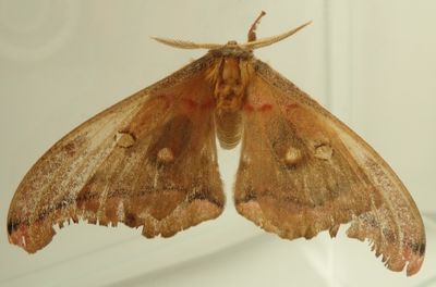 Antheraea polyphemus - 7757 - Polyphemus Moth