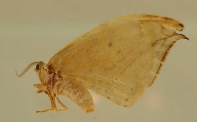 Drepana arcuata - 6251 - Arched Hooktip