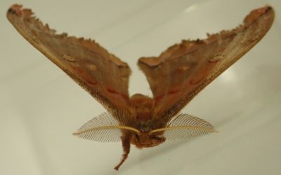 Antheraea polyphemus - 7757 - Polyphemus Moth
