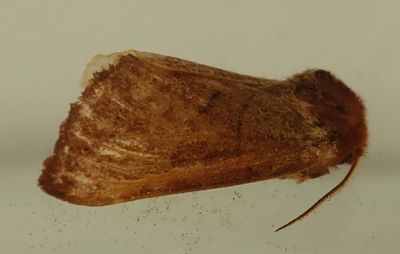 Datana ministra - 7902 - Yellow-necked Caterpillar Moth