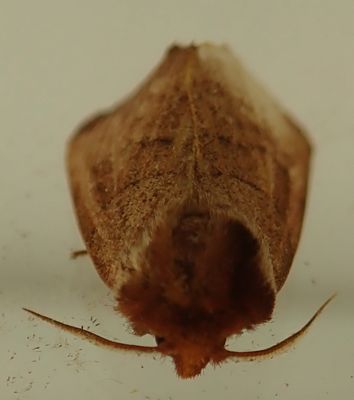 Datana ministra - 7902 - Yellow-necked Caterpillar Moth