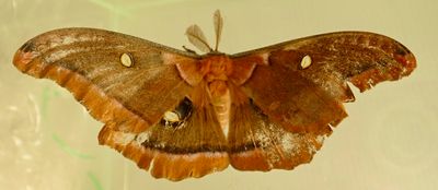Antheraea polyphemus - 7757 - Polyphemus Moth