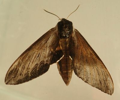 Sphinx poecila - Northern Apple Sphinx