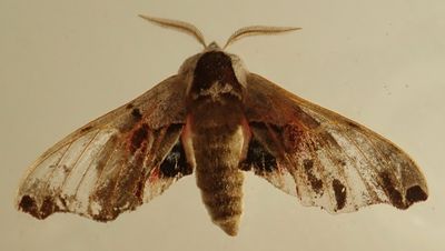 Smerinthus jamaicensis - 7821 - Twin-spotted Sphinx