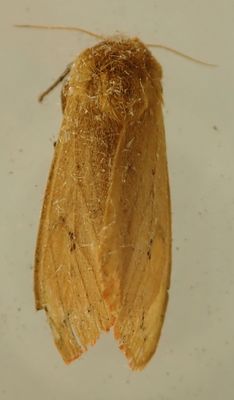 Pyrrharctia Isabella - 8129 - Isabella Tiger Moth