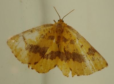 Genus Xanthotype (Crocus Geometer Moth)