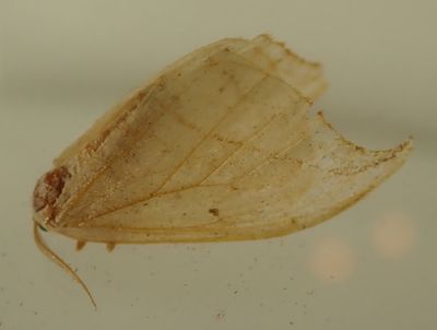 Drepana arcuata - 6251 - Arched Hooktip