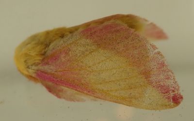 Dryocampa rubicunda - 7715 - Rosy Maple Moth