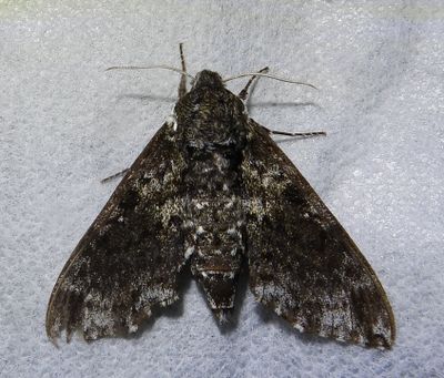 Dolba Haloes - 7787 - Pawpaw Sphinx