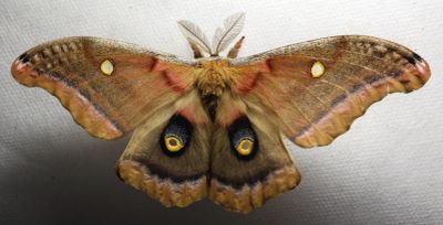 Antheraea polyphemus - 7757 - Polyphemus Moth