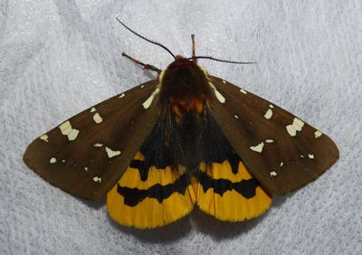 BLACK RIVER PROTECTED NATURAL AREA - MOTHS - June 25 to 27