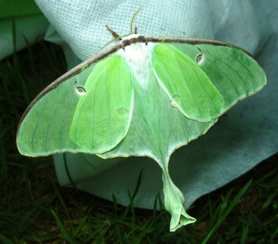 Actias luna - 7758 - Luna Moth