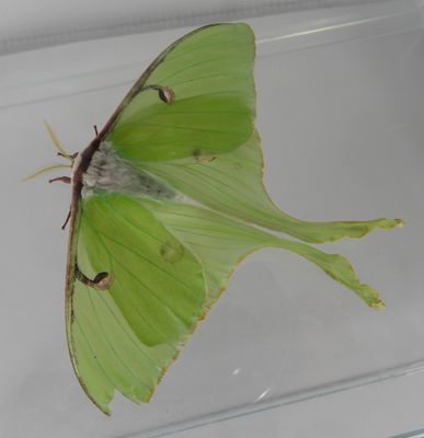 Actias luna - 7758 - Luna Moth