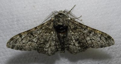 Biston betularia – 6640 - Pepper & Salt Moth