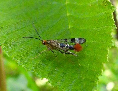 BLACK RIVER PROTECTED NATURAL AREA - MOTHS - June 25 to 27