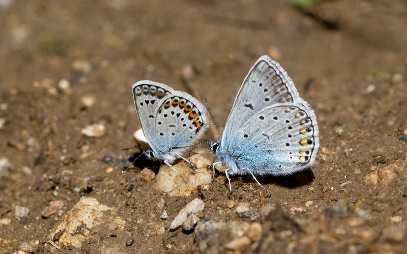 Silver studded and Amandas Blue
