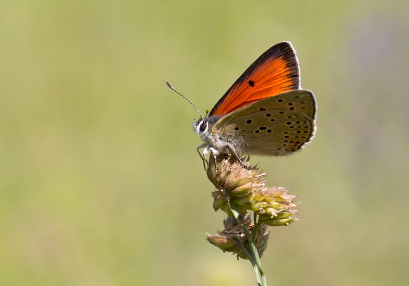 Balkan Copper