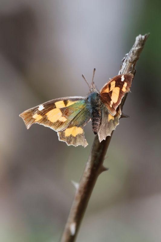 Nettle Tree Butterfly
