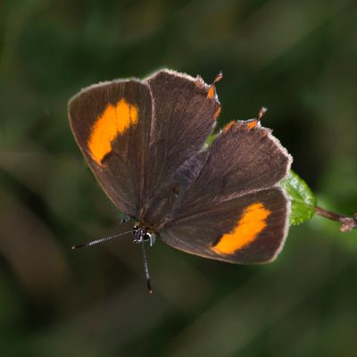 Brown Hairstreak