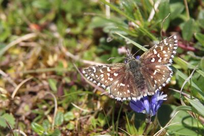 Grizzled Skipper