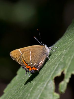 White Letter Hairstreak