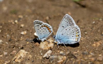 Silver studded and Amanda's Blue