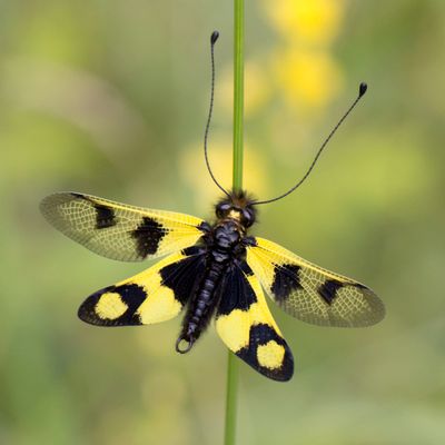 Macaronius Owlfly