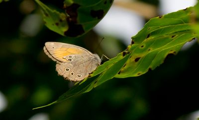 Lattice Brown