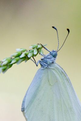 Eastern Wood White